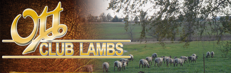 Ott Club Lambs
